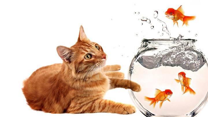 Cat Watching Fishes In Jar